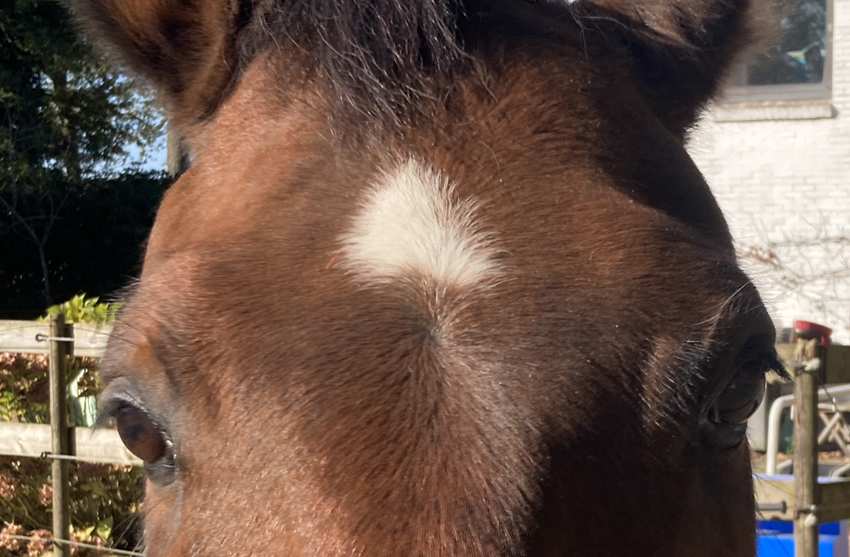 Paarden met kruinen op het hoofd